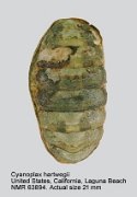 Cyanoplax hartwegii (3)